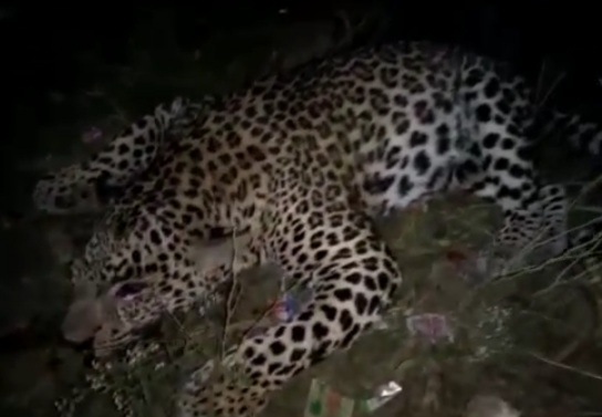 उत्तराखंड :तेज रफ्तार वाहन ने गुलदार को मारी टक्कर ,मौके पर मादा गुलदार की मौत,