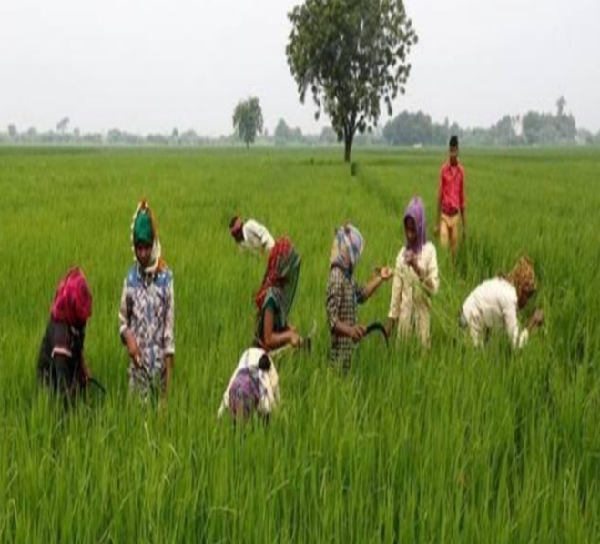उत्तराखंड का किसान भविष्य की बुनियाद तैयार करने में जुटा ( लघु एवं सीमांत किसान )