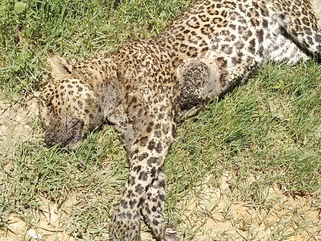 पहाड़ी राज्य उत्तराखंड के गढ़वाल में इस गांव में मिला तेंदुआ मृत अवस्था में देखिए सभी तस्वीर