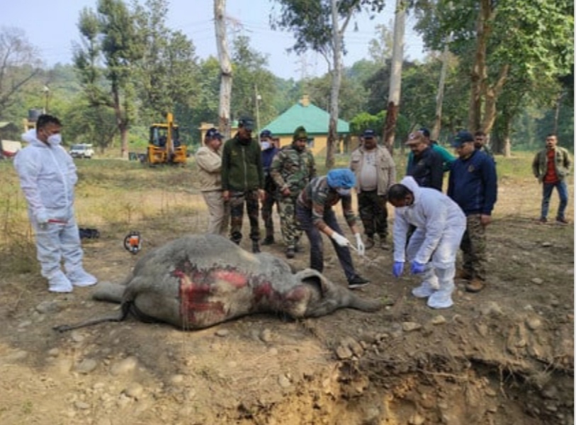 उत्तराखंड:यहाँ मालगाड़ी की चपेट में आकर हाथी के बच्चे की मौत