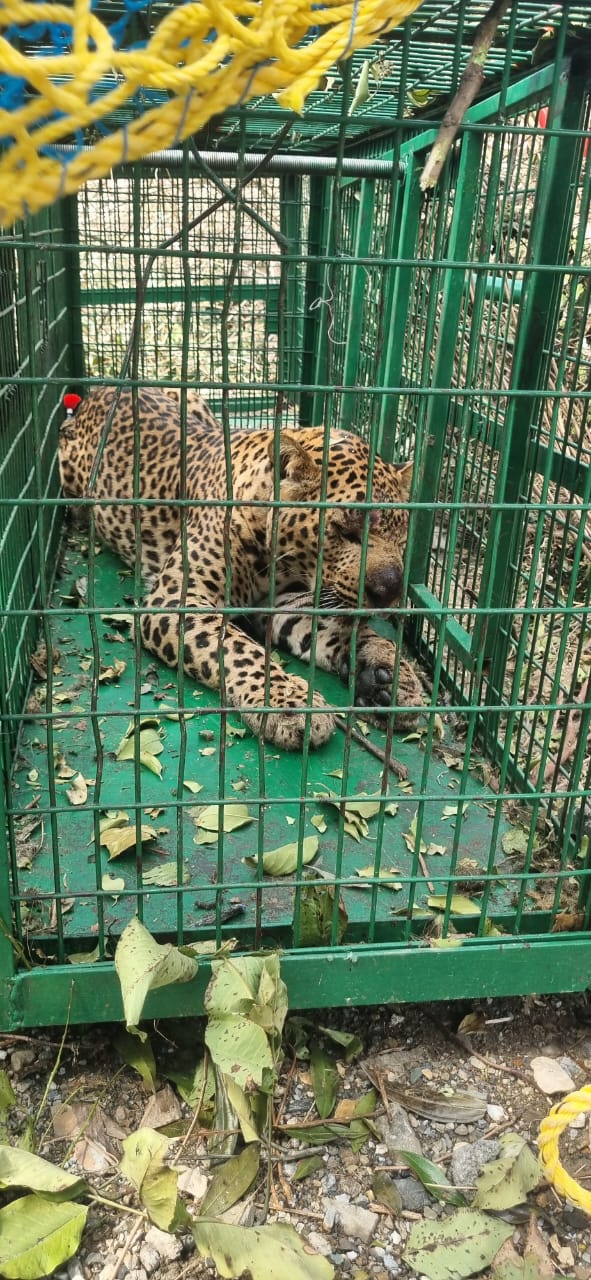 बड़ी ख़बर : देहरादून में दहशत का पर्याय बना गुलदार पकड़ा गया